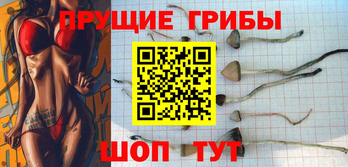 Дивногорск  Галлюциногенные грибы Cubensis  Вход с VPN 
