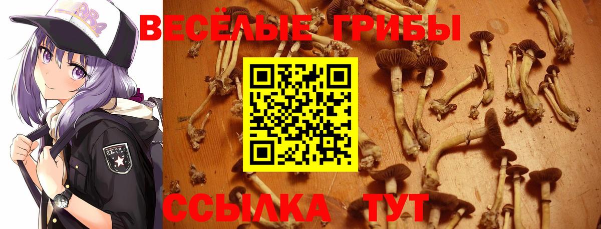 Галлюциногенные грибы Cubensis Дивногорск